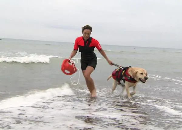 ¿Cómo es el entrenamiento de los perros de rescate acuático? Así son los vigilantes de la playa caninos