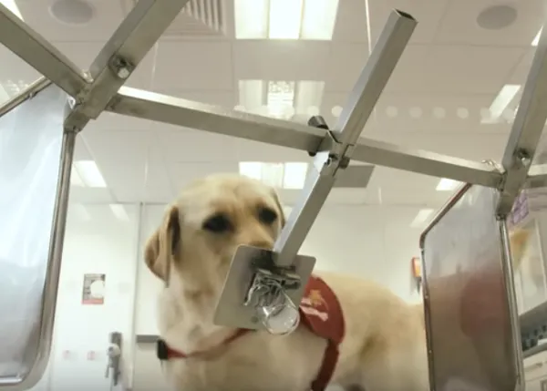 ¿Cómo puede un perro detectar el cáncer?