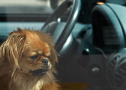 ¿Cuánta gente hace algo si escucha los gemidos de un perro dentro de un coche en un día de mucho calor?
