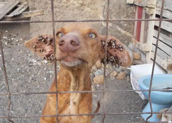Cinco canes de caza, esqueléticos y comidos por las garrapatas, rescatados en Tabaiba