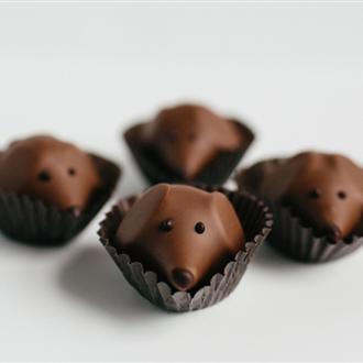 ¿Por qué es tan malo el chocolate para los perros …