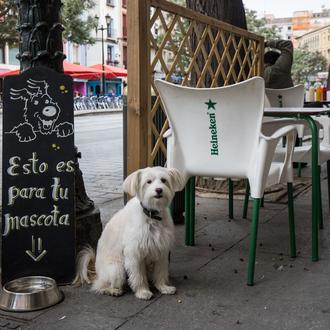 ¿Se puede ir a un restaurante con perro en Zaragoza …