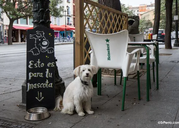 ¿Se puede ir a un restaurante con perro en Zaragoza? Según el Ayuntamiento, sí, se puede