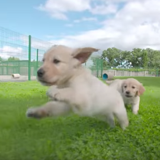 Perros guía: vídeos que muestran desde su entrenamiento a su …