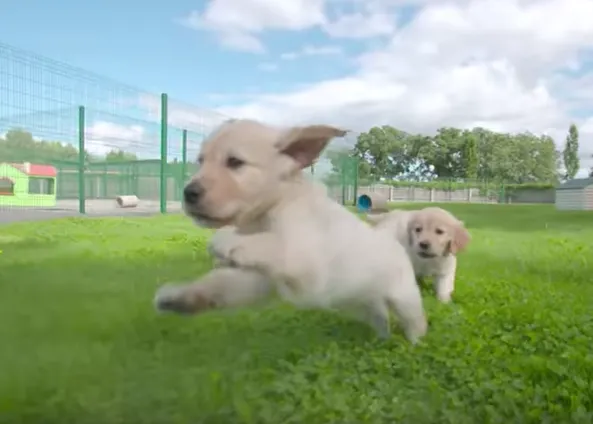 Perros guía: vídeos que muestran desde su entrenamiento a su retirada