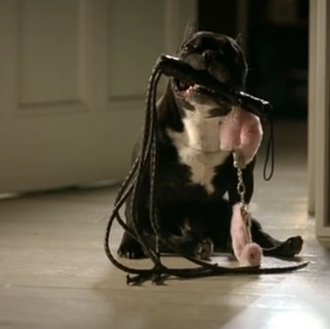 Un bulldog francés voluntarioso se postula para 50 sombras de …