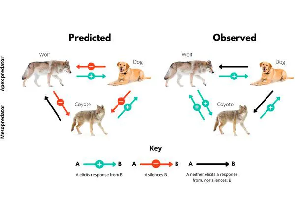 Los perros responden a los aullidos de otros perros pero también a los lobos y coyotes