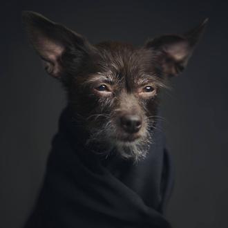 Los perros de mirada humana: bellos y clásicos retratos de …