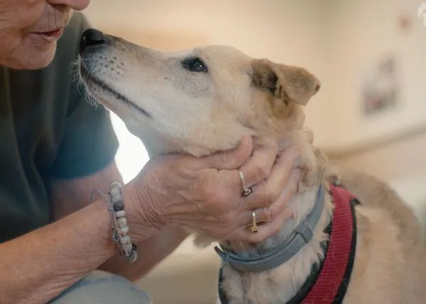 Voluntarias senior cuidan de perretes senior: un proyecto precioso que ayuda a personas y animales al tiempo