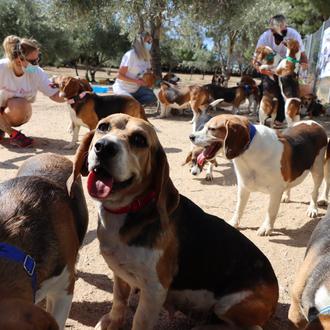 Comienza el proceso de adopción para los Beagles rescatados de …