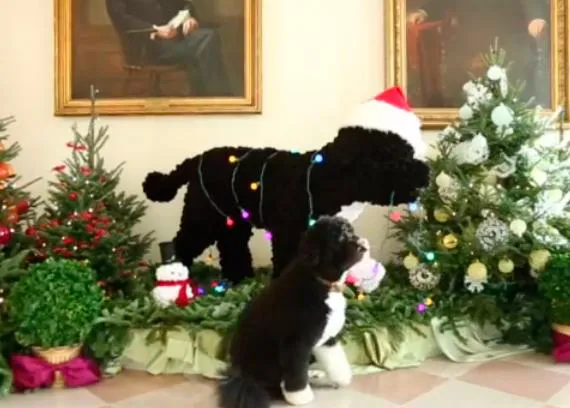 Llegó la Navidad a la Casa Blanca, nos lo cuenta Bo