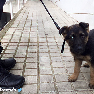 La Policía de Granada rescata a un cachorro que estaban …