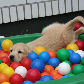 Breve manual de educación canina para cachorros: cómo aprenden los …