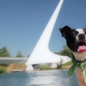 Felicidades contagiosas: las aventuras de una Boston Terrier