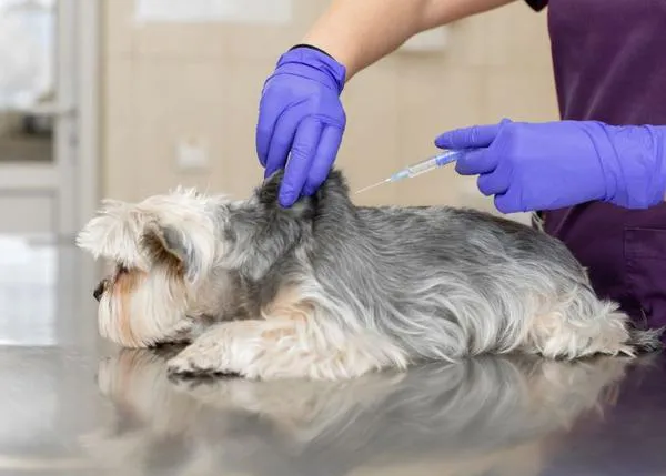 En el Día Mundial Contra la Rabia los veterinarios españoles reiteran la importancia de la vacunación canina