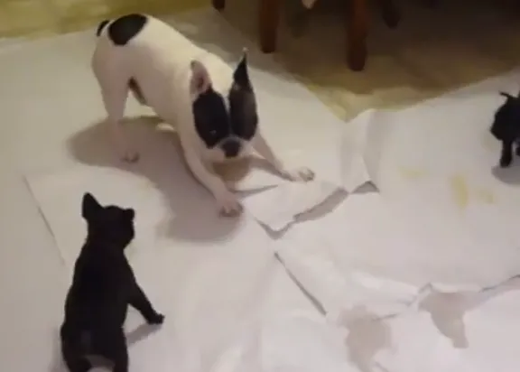 Un Bulldog Francés enseña a jugar a sus cachorros... uno de esos vídeos que te animan el día