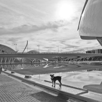 Valencia con perro: lo que dice la Ordenanza Municipal 