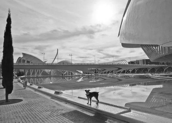 Valencia con perro: lo que dice la Ordenanza Municipal 