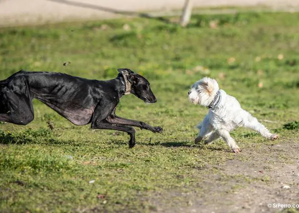 Última oportunidad para que la Ley de Bienestar Animal no discrimine a los perros de caza: la enmienda de Podemos