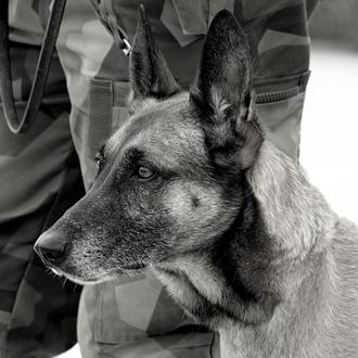 Durísimo mensaje de American Humane sobre los perros del ejército …