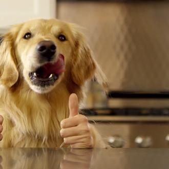 ¿Qué pasaría si tu perro tuviera manos? Un divertido anuncio …