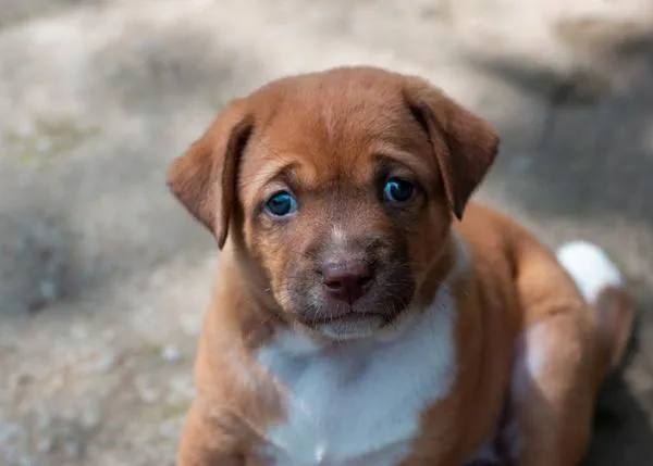 Errores comunes que pueden aumentar el riesgo de que un cachorro desarrolle ansiedad por separación