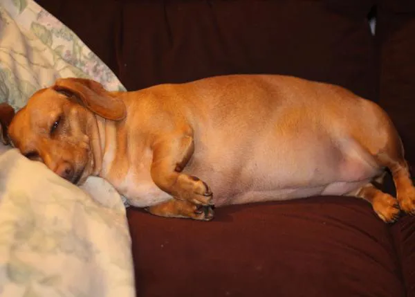 Del sobrepeso a la obesidad canina: cómo identificar si tu can necesita adelgazar