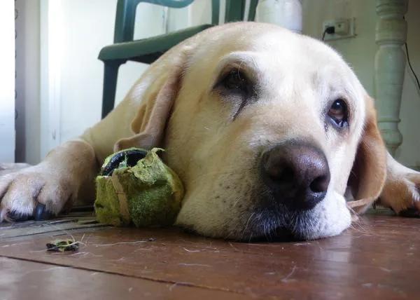 Perros no entrenados son capaces de alertar cuando una persona va a sufrir una crisis epiléptica