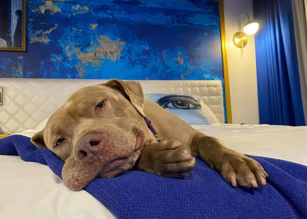 Un (estupendo) hotel dog friendly invita a perros de protectora a pasar una noche de relax