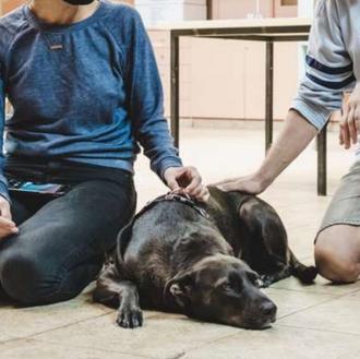 La importancia de los programas que ofrecen asistencia veterinaria gratuita …