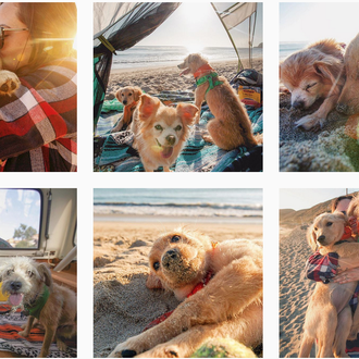 10 cuentas de instagram de perros aventureros, 10 cuentas de …