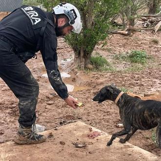 La salvación de muchos animales en Valencia llegó desde Portugal …