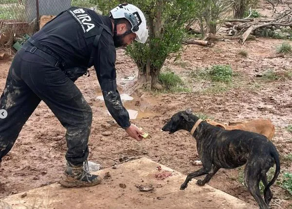 La salvación de muchos animales en Valencia llegó desde Portugal: IRA, el equipo de rescatistas profesionales