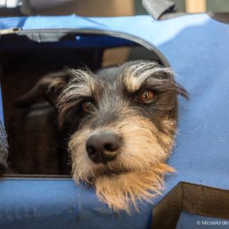 Mejor con perro: en España cada vez viajamos más junto …