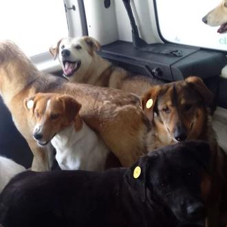 Rescatan a decenas de perros de la calle en Tánger …