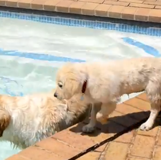 Al agua, cachorritos: o cómo aprender a nadar en dos …