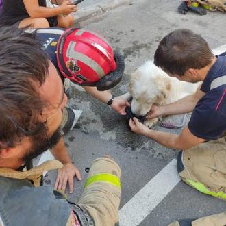 La policía de Terrassa rescata a un perro que llevaba …