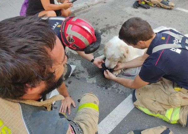 La policía de Terrassa rescata a un perro que llevaba tres días al sol, sin agua o comida, y trataba de tirarse por el balcón