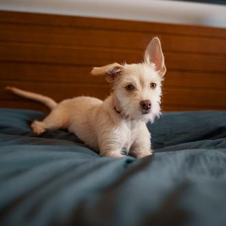 Manual para afrontar con éxito la llegada de un cachorro …