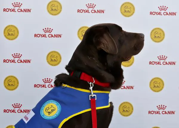 Athos y Zuri, dos labradores listos para ayudar a niños con autismo gracias a Royal Canin y la Fundación Bocalán