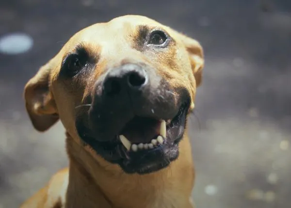 El Mejor Amigo: Leon Leiden & Franco Rey dedican una canción de amor a los perros del alma, a las despedidas imposibles