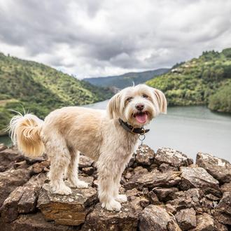 Escápate con tu perro a Galicia y pasa unas vacaciones …