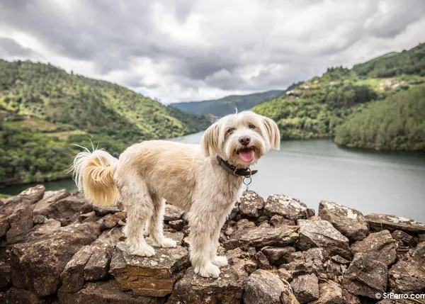 Escápate con tu perro a Galicia y pasa unas vacaciones tranquilas en una casa rural con encanto