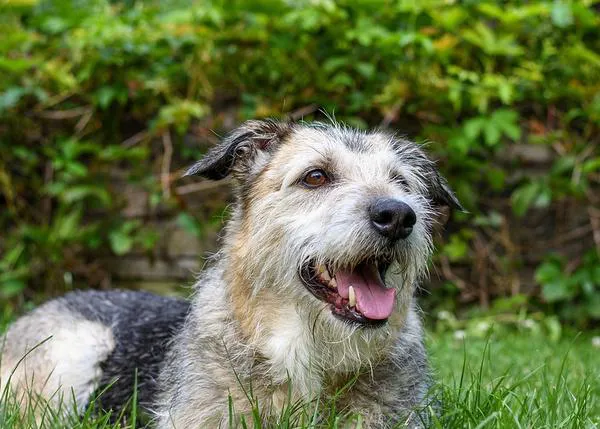 Proyecto 4 Patas - Muchos de los perros mestizos son negros y, como es  sabido, son perros que por su color presentan menor interes en ser  adoptados. Aun siendo perfectamente sanos, amigables