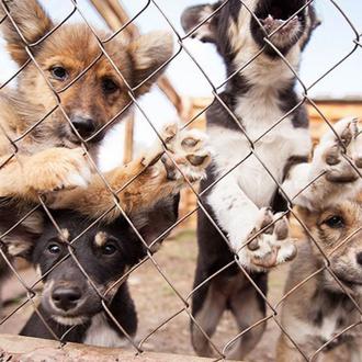 FALSO: No han sacrificado a los perros en las perreras …