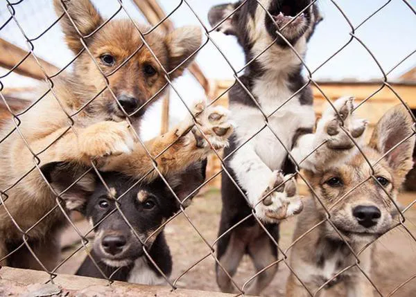 FALSO: No han sacrificado a los perros en las perreras de Kiev o de Ucrania