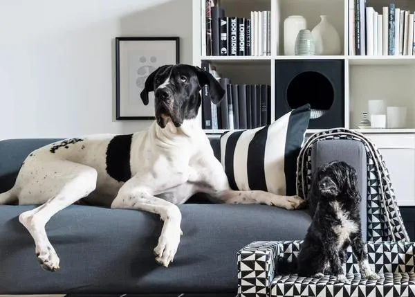 IKEA España abre sus puertas a los perros: 