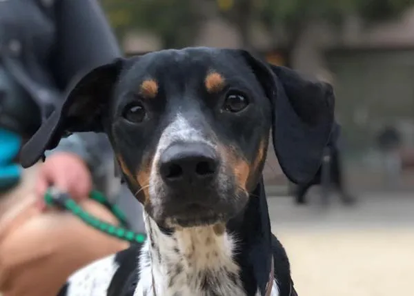 Buscan testigos de un atropello que le ha costado la vida a un perro en Barcelona