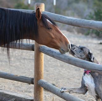 Un Gran Danés ayuda a recuperarse a caballos que han …
