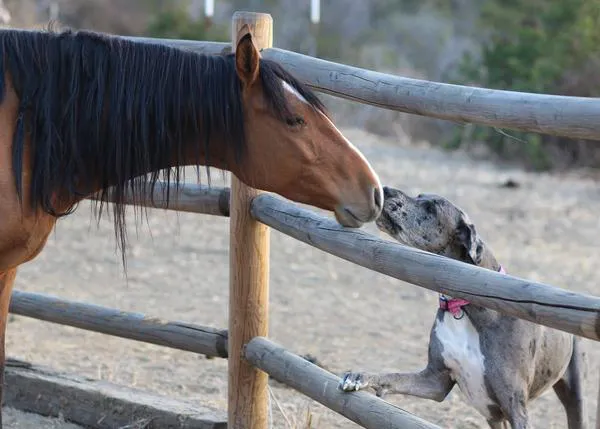 Un Gran Danés ayuda a recuperarse a caballos que han sido rescatados de situaciones de maltrato
